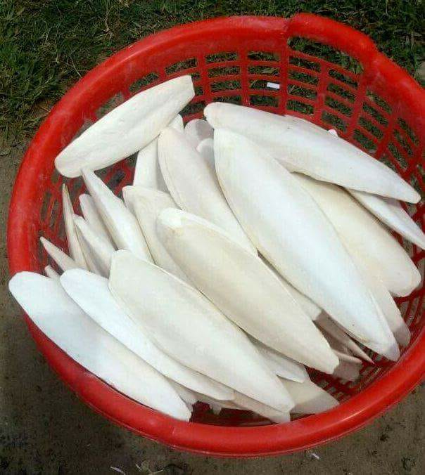 Cuttlefish Bone Suppliers From India